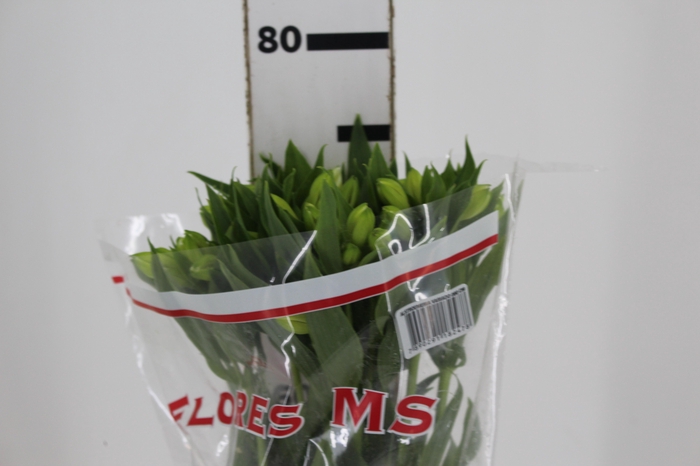 <h4>ALSTROEMERIA MISTRAL 080 CM</h4>