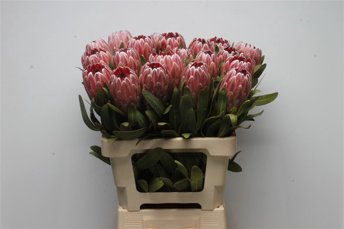 <h4>Protea Pink Ice</h4>
