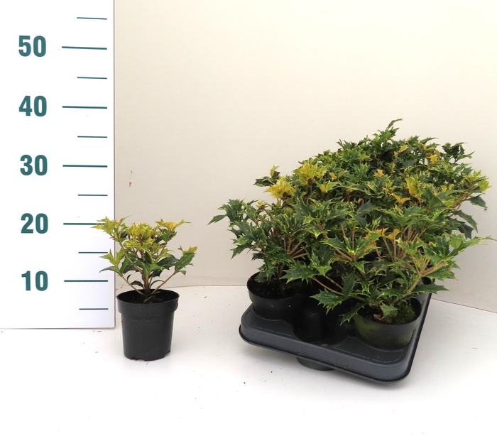 <h4>OSMA HE GOSHIKI</h4>