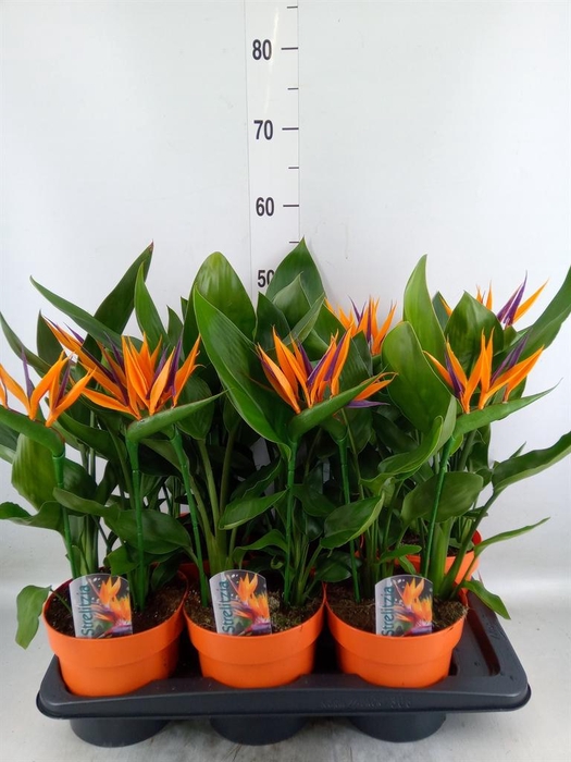 <h4>Arr. Strelitzia L%</h4>