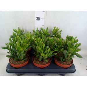 Crassula ovata 'Trompet'