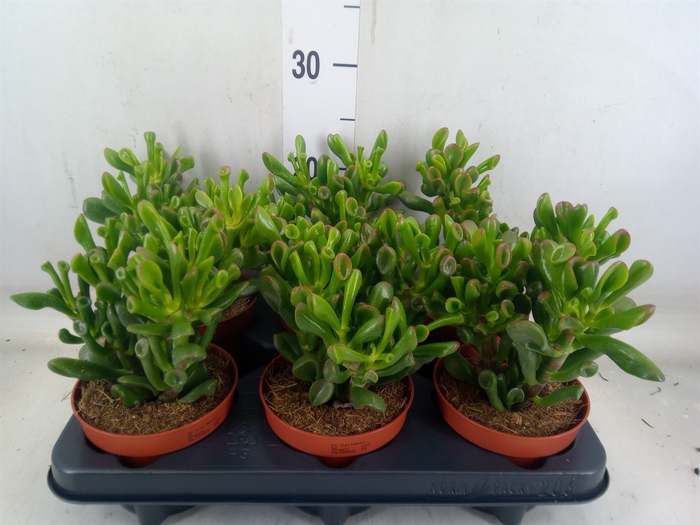 <h4>Crassula ovata 'Trompet'</h4>