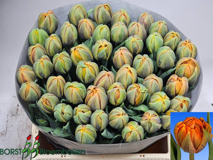 <h4>TU DU ORANGE PRINCES</h4>