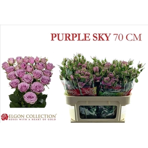 Rosa spray purple sky