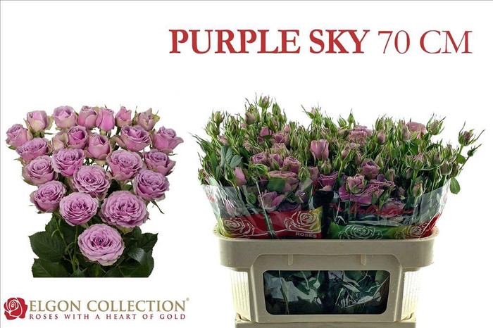 <h4>Rosa spray purple sky</h4>
