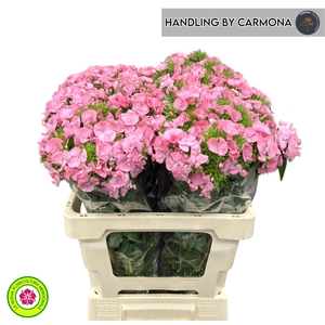 DI BARB PRINCESS BRE