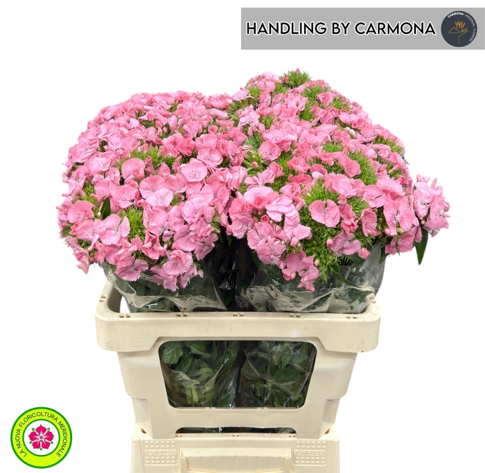 <h4>DI BARB PRINCESS BRE</h4>