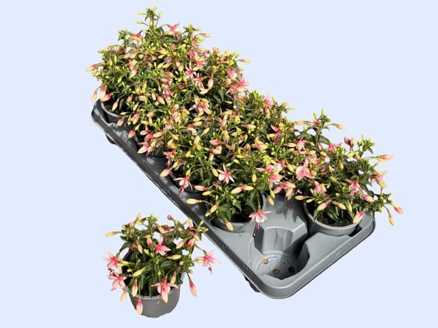 <h4>FUCHSIA OV</h4>