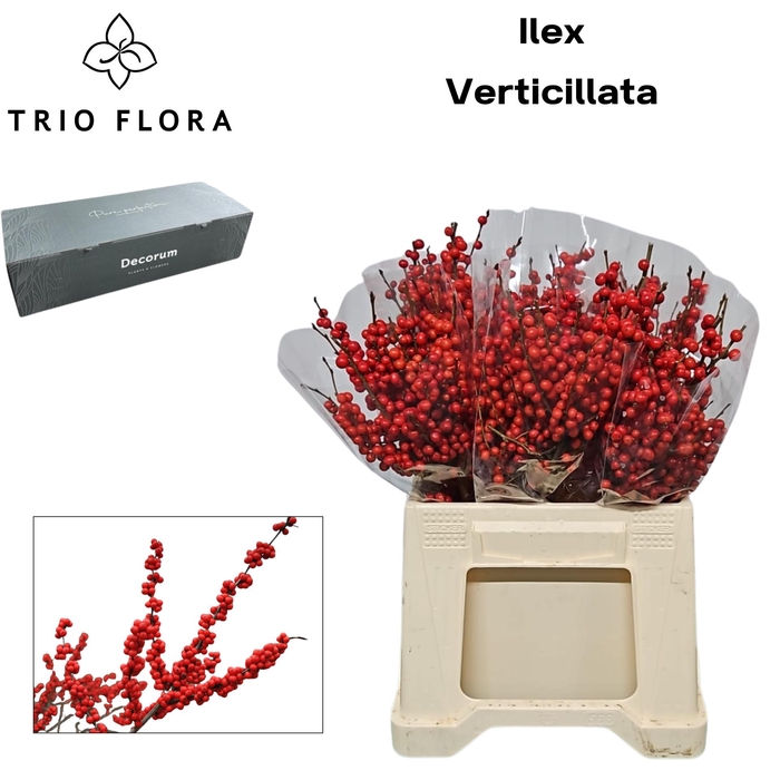 <h4>ILEX VE RODE BES Big Box 80</h4>