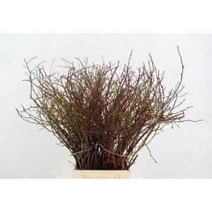 Vaccinium  'Huckleberry'