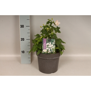 vaste planten 19 cm  Anemone Pretty Lady Maria