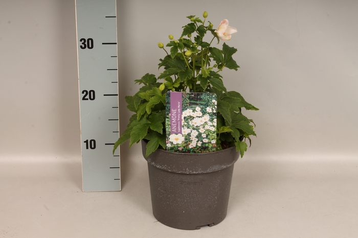 vaste planten 19 cm  Anemone Pretty Lady Maria