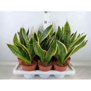 Sansevieria trifa. 'Futura Superba'
