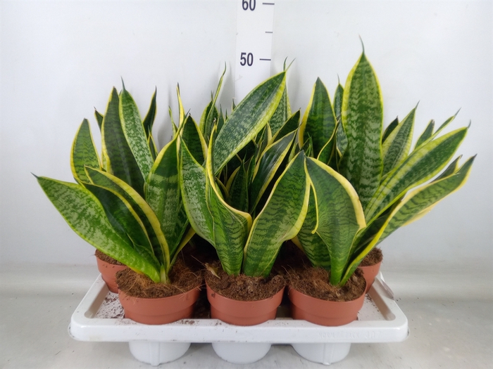 <h4>Sansevieria trifa. 'Futura Superba'</h4>