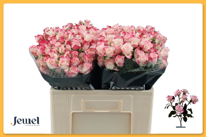 <h4>R TR REFLEX</h4>