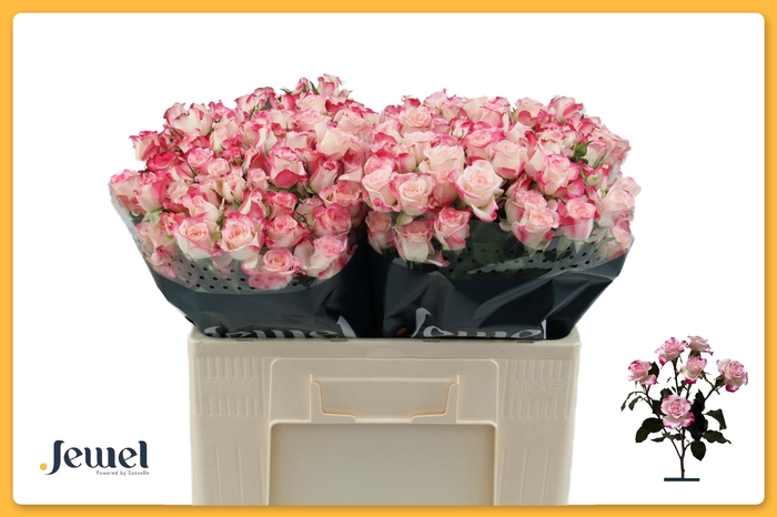 <h4>R TR REFLEX</h4>