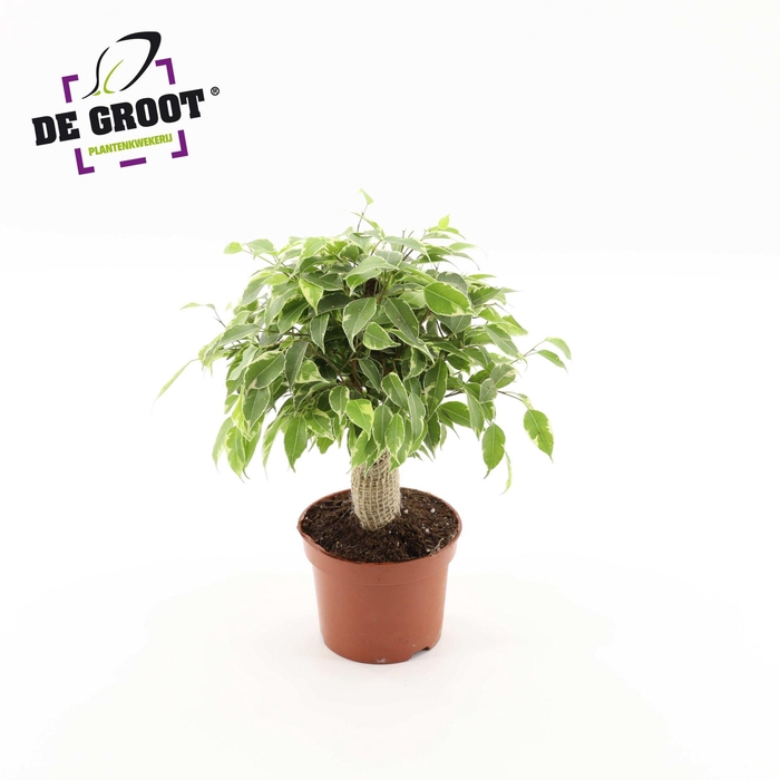 <h4>Ficus Kinky</h4>
