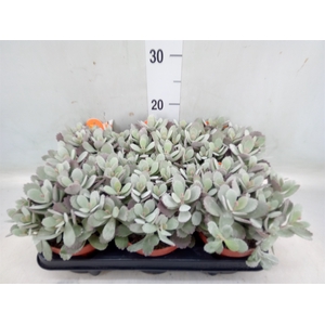 Kalanchoe NF pumila