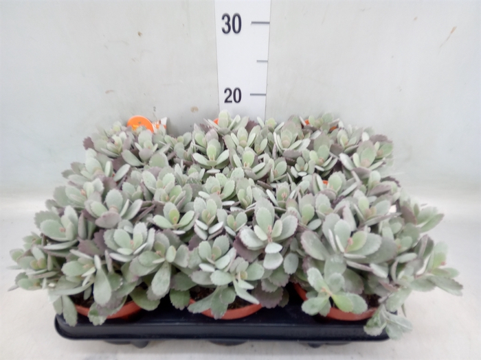 <h4>Kalanchoe NF pumila</h4>