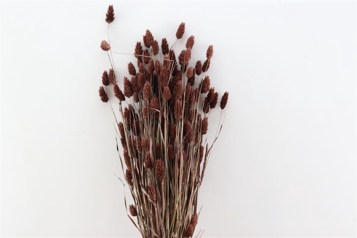 <h4>Dried Phalaris X5 Brown Bunch</h4>