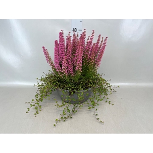 Erica gracilis 'Bea Queen Sylvia'