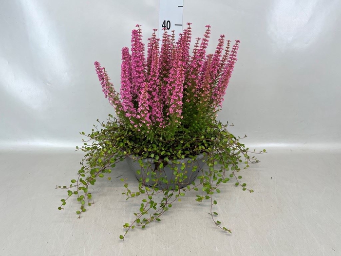 <h4>Erica gracilis 'Bea Queen Sylvia'</h4>