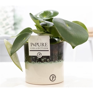 Peperomia Rain. in P&PURE Illusion cer. perfectly imperfectable