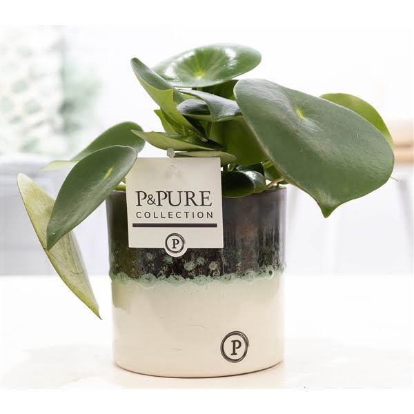 <h4>Peperomia Rain. in P&PURE Illusion cer. perfectly imperfectable</h4>