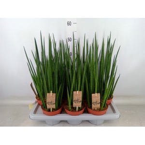 Sansevieria bacularis