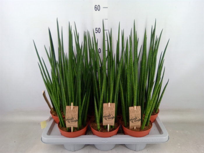<h4>Sansevieria bacularis</h4>