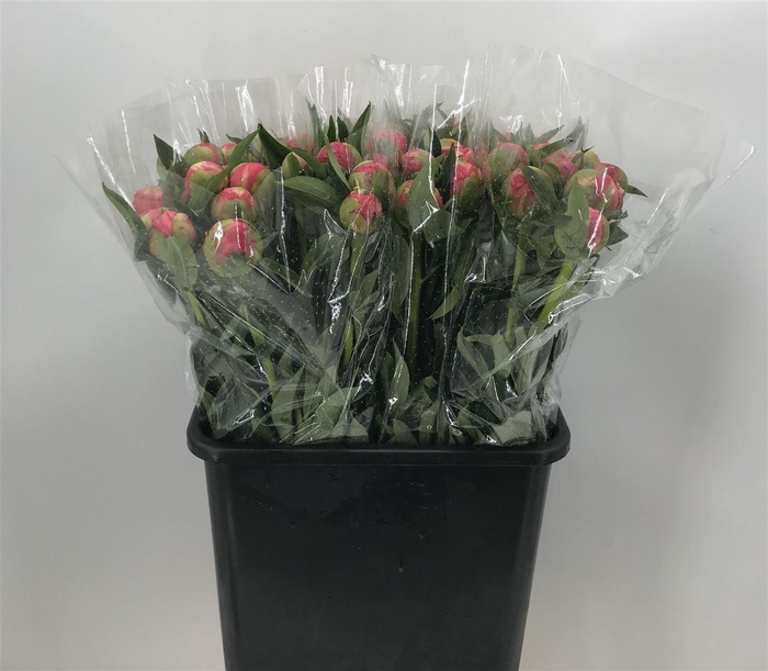 <h4>Paeo Coral Charm</h4>