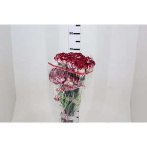 CRAVO BACCARAT 070 CM
