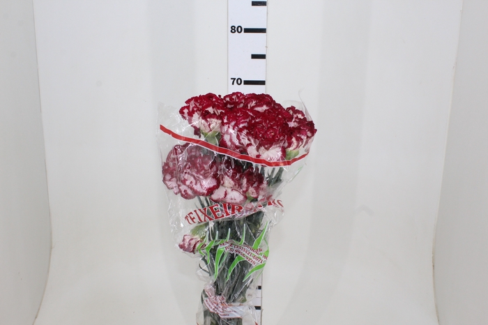 CRAVO BACCARAT 070 CM