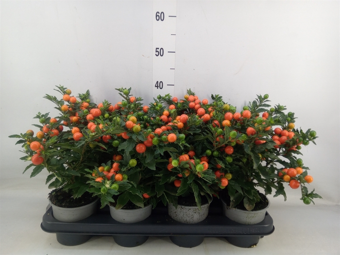 <h4>Solanum pseudocapsicum 'Bartoli'</h4>