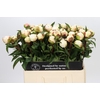 Paeonia Bridal Grace