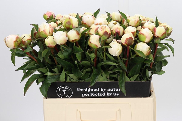 Paeonia Bridal Grace