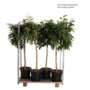 overig kamerplanten mengdeen Ficus mix op stam p40 2 assorti