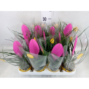 Tillandsia cyanea 'Vincent'