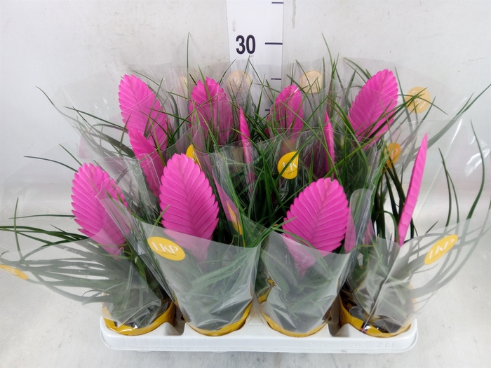 <h4>Tillandsia cyanea 'Vincent'</h4>