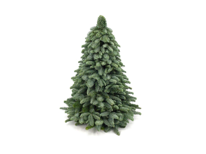 <h4>Kerstboom Nobilis 80</h4>