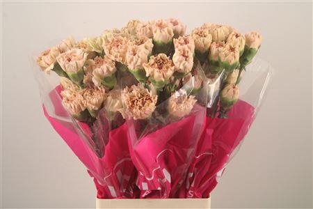 <h4>Di St Lege Marrone</h4>