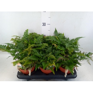 Humata griffithiana var. tyermannii