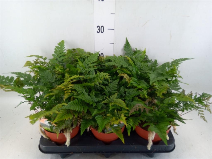 <h4>Humata griffithiana var. tyermannii</h4>