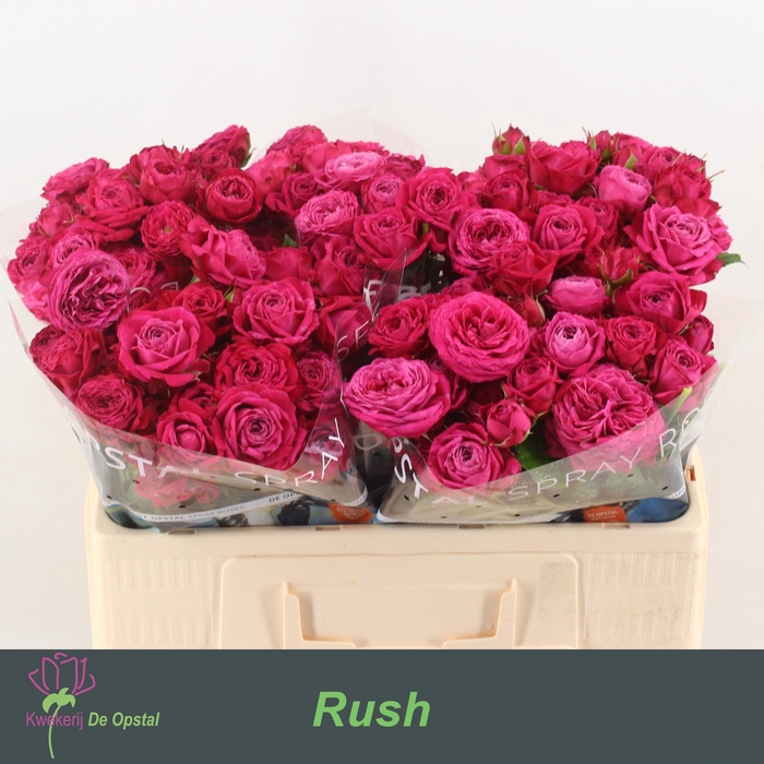 <h4>R Tr Rush</h4>