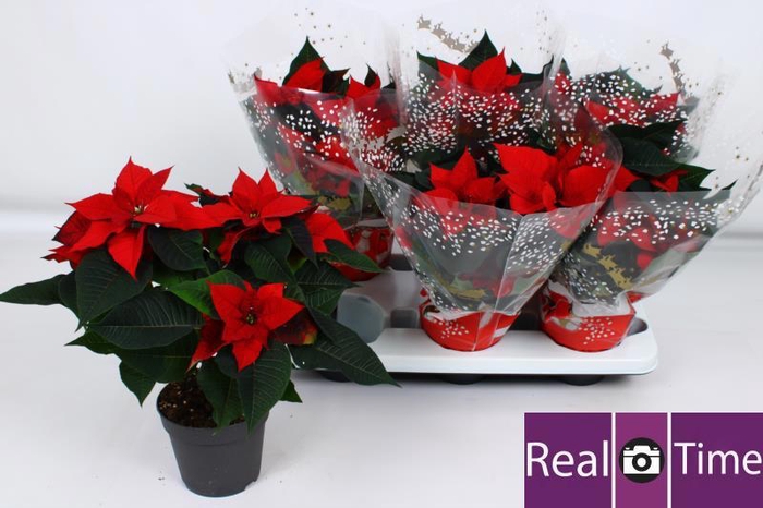 <h4>EUPHOR P CHR EVE</h4>