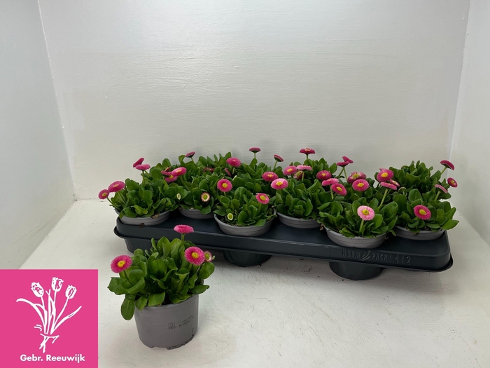 <h4>BELLIS P KL RU ROSE</h4>