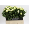 Paeonia Madame Claude Tain