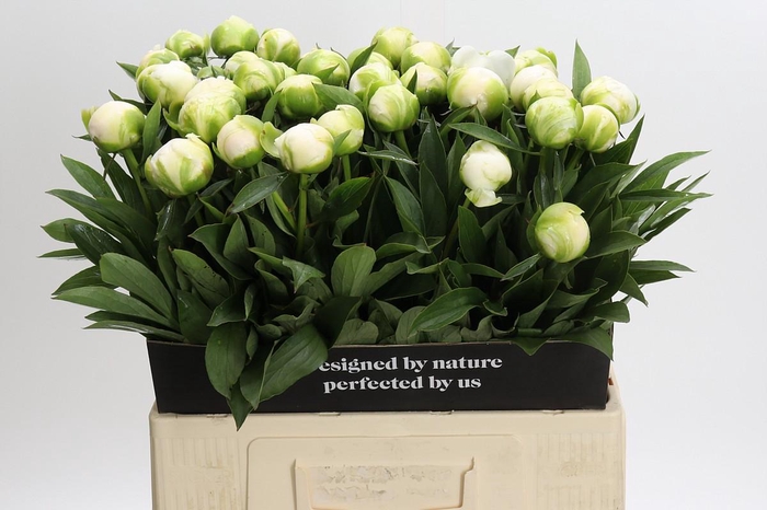 <h4>Paeonia Madame Claude Tain</h4>