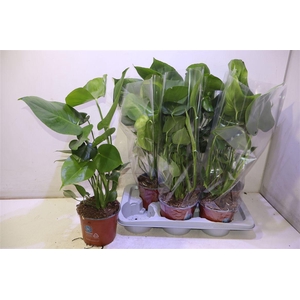 arr8 Monstera Deliciosa