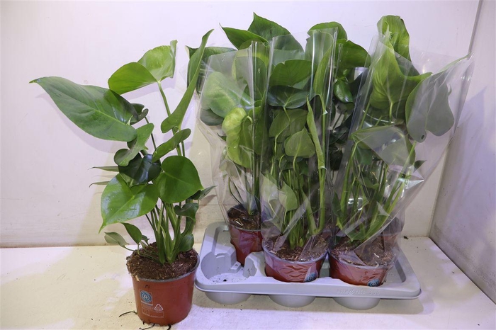 <h4>arr8 Monstera Deliciosa</h4>